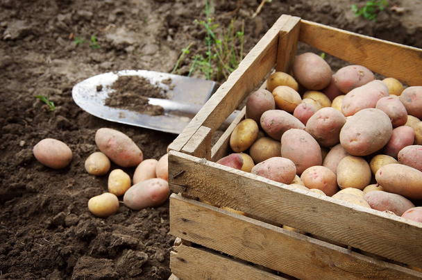 harvesting potatoes on an agricultural field - Zdjęcie, obraz