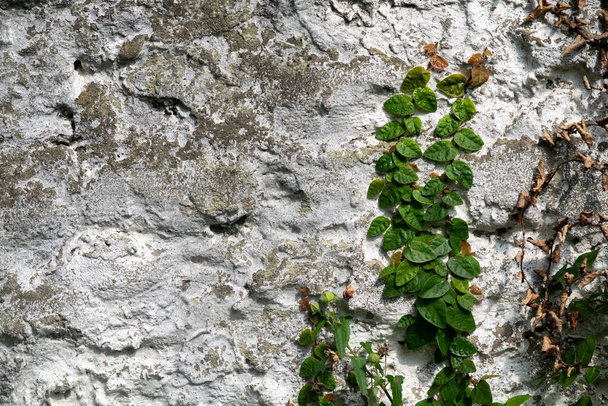 Background of a wall with the vine. ficus repens - Φωτογραφία, εικόνα