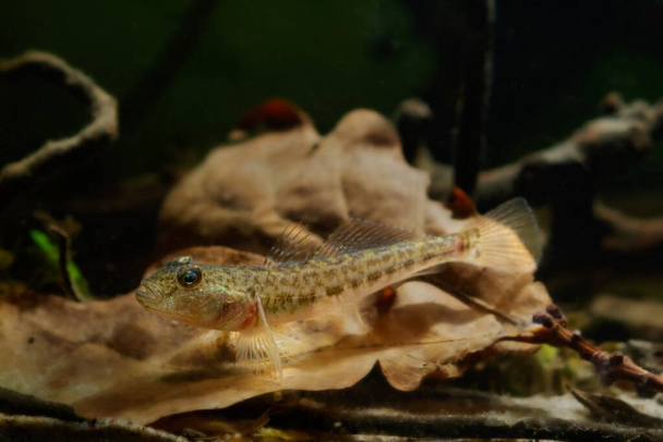monkey goby swim over oak leaf litter and open fins, clever tiny freshwater wild caught in Southern Bug river and domesticated fish, highly adaptable, active and curious species, low light mood - Photo, Image
