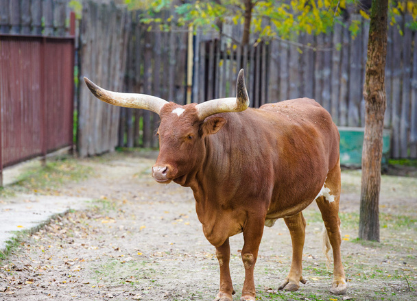 Watusi cattle - Foto, imagen
