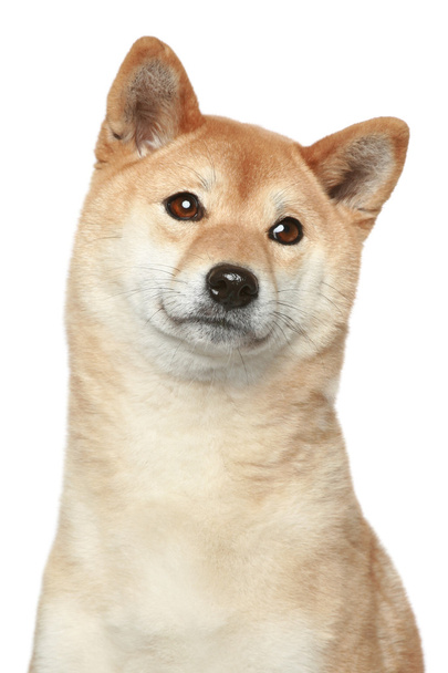 shiba inu Hund. Porträt auf weißem Hintergrund - Foto, Bild