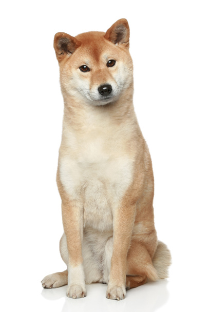 Shiba inu dog on white background - Zdjęcie, obraz