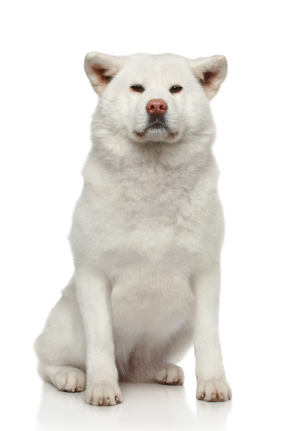 Akita inu dog on white background - Fotoğraf, Görsel