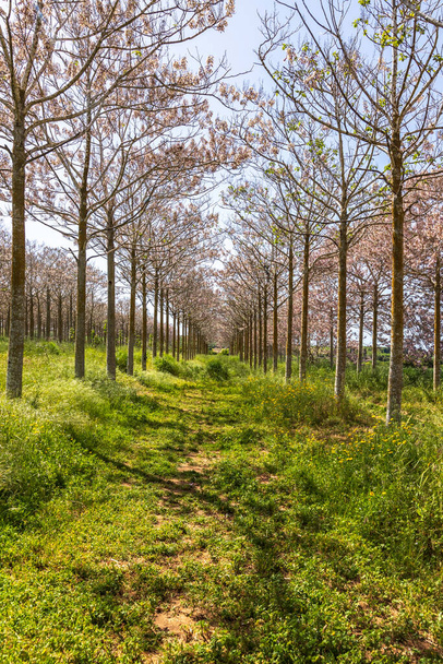 View of Paulownia kiri tree plantation in bloom - 写真・画像