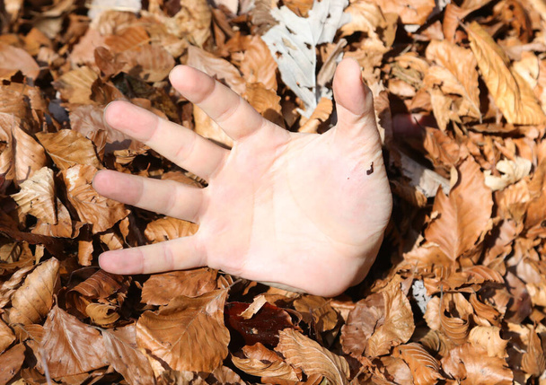het vinden van een hand van een man begraven in het bos met veel bladverliezende bladeren - Foto, afbeelding