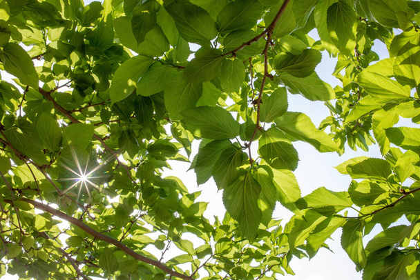 Fresh green leaves with sunlight - Photo, Image