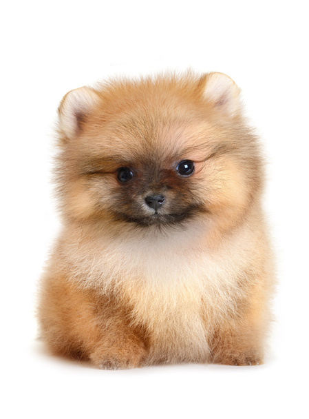 ポメラニアンの子犬  - 写真・画像