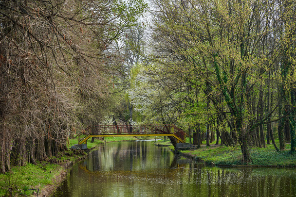 Summer in the park, landscape with water, bridge and willows - Foto, Bild