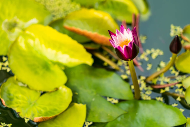 Lila Lotusblume oder Seerose. Hintergrund ist ein Lotusblatt in einem Teich. Weich gewählte Schwerpunkte - Foto, Bild