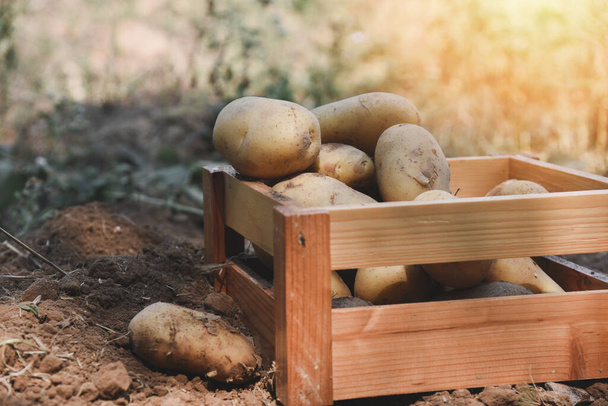 Taze patates, olgun patates hasadı ahşap kutuda patates tarlasından çıkan tarım ürünleri. - Fotoğraf, Görsel