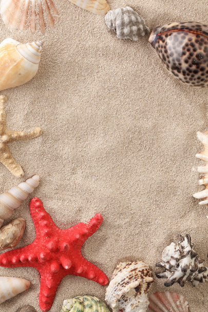 Sea shells with sand - Foto, afbeelding