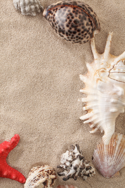 Sea shells with sand - Fotografie, Obrázek