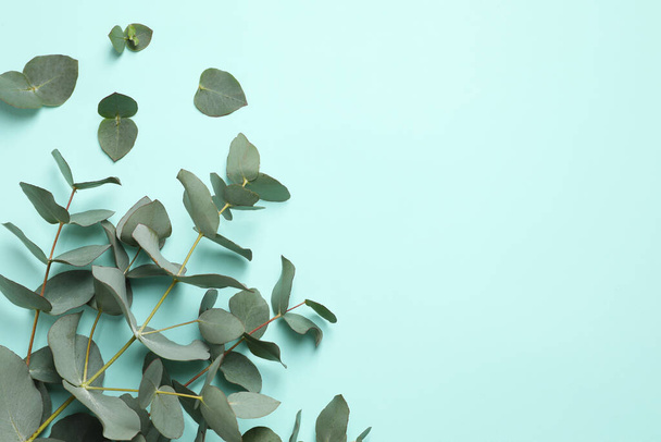 Eucalyptus branch with fresh green leaves on turquoise background, flat lay. Space for text - Photo, image