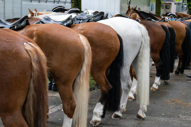 Urban parade horses in a row, seen from behind, no head, no people. - Foto, Imagem