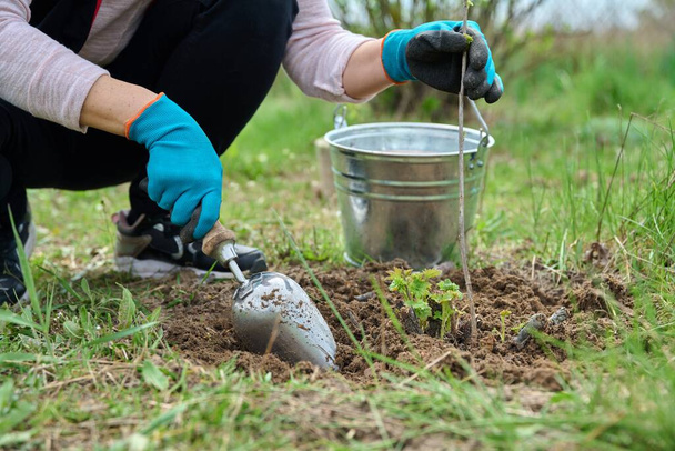 Close-up of gardeners hands in gloves with shovel digging currant bush - Φωτογραφία, εικόνα