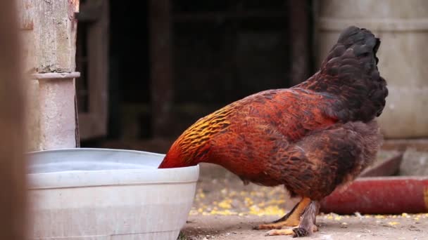 Een kip drinkt water uit een container in de tuin - Video