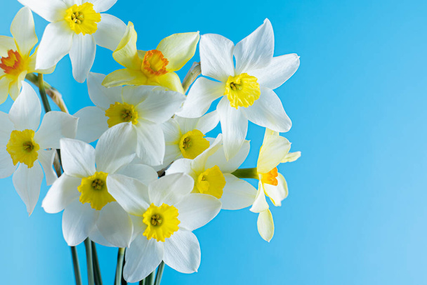 White and yellow daffodils on a blue background. Flower with orange center. Spring flowers. A simple daffodil bud. Narcissus bouquet. - Фото, изображение