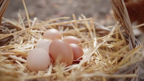 Mand vol verse kippeneieren verzameld op het platteland in het veld - Video