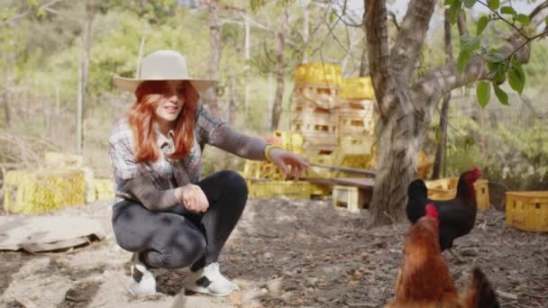 Rapariga dá milho a galinhas orgânicas ao ar livre - Filmagem, Vídeo