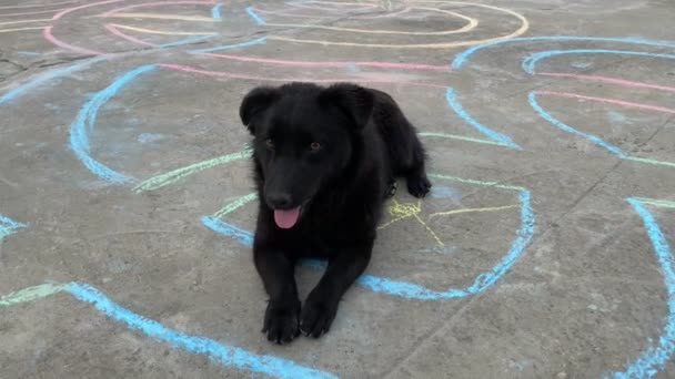 A long-haired black mixed breed dog lying on sidewalk, wagging tail - Felvétel, videó