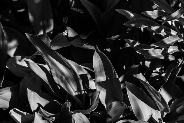 lilies of the valley leaves under the sun. - Foto, imagen