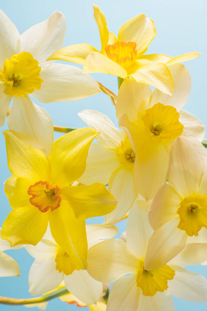 White and yellow daffodils on a blue background. Flower with orange center. Spring flowers. A simple daffodil bud. Narcissus bouquet. - 写真・画像