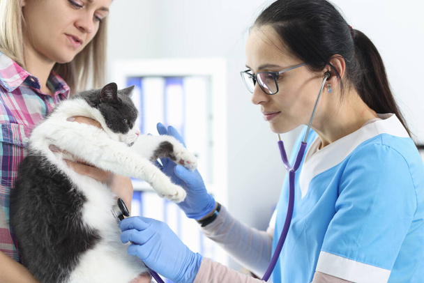 女性医師獣医師チェック猫とともに聴診器 - 写真・画像