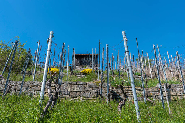 Vineyard with vineyard cottage at the Enz rock nearby Muhlhausen on the Enz. Muhlhausen on the Enz is located in Kraichgau in Baden-Wurttemberg in Germany - Foto, Imagem