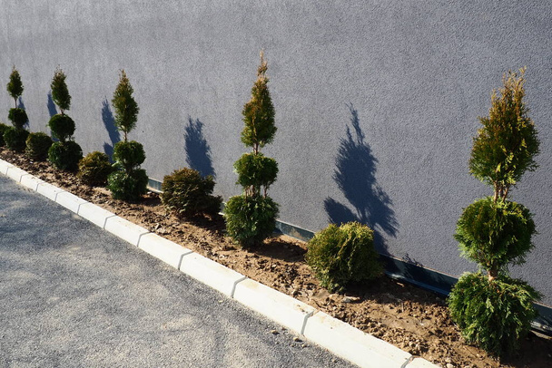 Thuja with a shaped sheared crown. Modern landscape design. Beautiful decoration of the garden, lawn, house territory. A gray wall and bushes near the asphalt. Gymnosperms of the Cypress family - Foto, Imagen