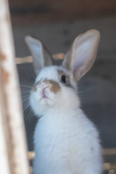 Close-up shot of white rabbit and brown spots with blurred out of focus areas - Foto, Bild