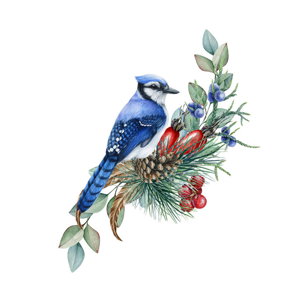 Décor floral de forêt d'hiver de pin, eucalyptus, geai bleu. Illustration aquarelle. Geai bleu dessiné à la main avec eucalyptus, branches de pin, glands. Elément décoratif de forêt naturelle. Fond blanc - Photo, image