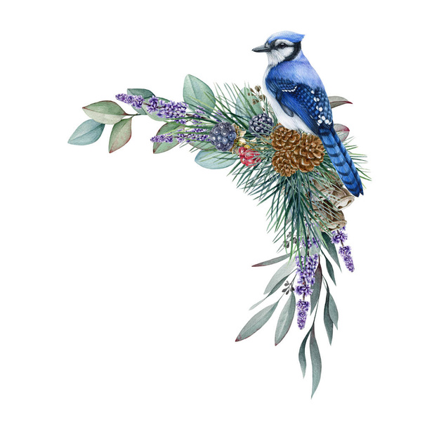 Decoración floral de invierno. Ilustración en acuarela. Jay azul dibujado a mano con eucalipto, ramas de pino, conos de lavanda. Elemento natural decorativo de invierno. Fondo blanco - Foto, Imagen