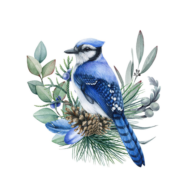 Pássaro azul com ramos de pinho e eucalipto. Ilustração aquarela. Decoração natural acolhedora. Gaio azul realista com folhas perenes, cones, penas. Rústico elemento natural - Foto, Imagem