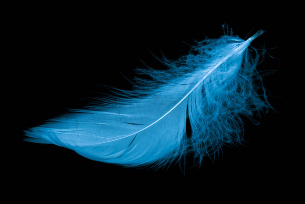 pena azul de um ganso em um fundo preto - Foto, Imagem