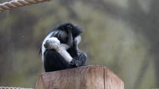 Bebé mono guereza con madre (Colobus angolensis ) - Metraje, vídeo