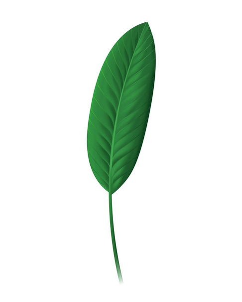Strelitzia reginae leaf, Tropical leaf. Vector illustration in 3D realistic style, isolated - Vettoriali, immagini
