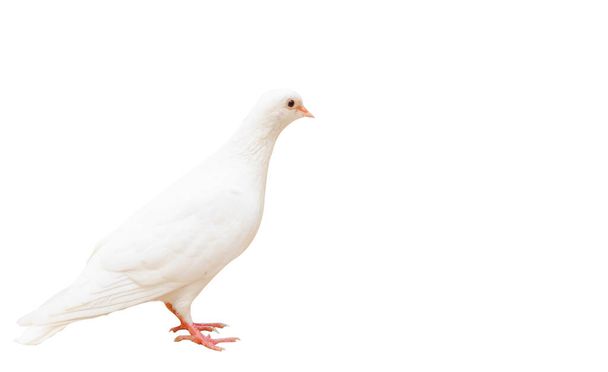 Beyaz güvercin kırpma yolu ve kopyalama alanı ile beyaz arka planda izole edilmiş, bir tarafta tek başına duran güvercin.  - Fotoğraf, Görsel