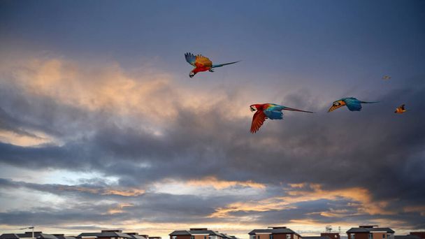 Guacamayos volando en el cielo durante la noche - Foto, Imagen