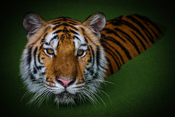 Tiger go down to hunt in a pond full of duckweed. - Photo, image