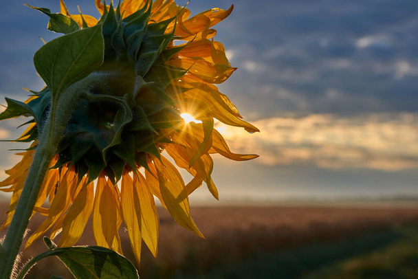 Aurinko paistaa auringonkukan terälehtien läpi - Valokuva, kuva