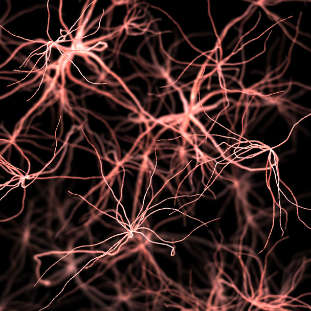 Sistema nervoso ou sanguíneo. Ilustração médica
 - Foto, Imagem