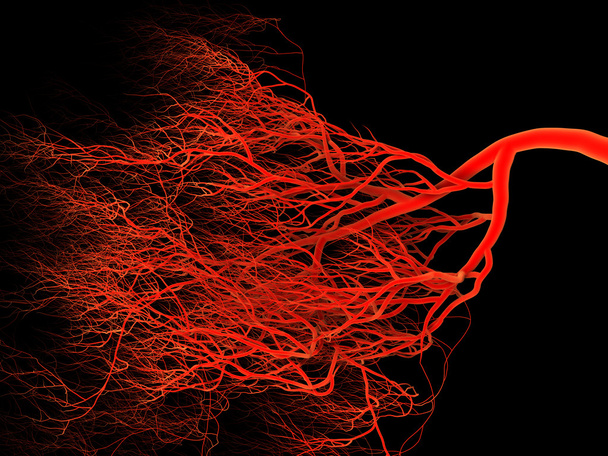 Нервная система или система крови. Медицинская иллюстрация
 - Фото, изображение