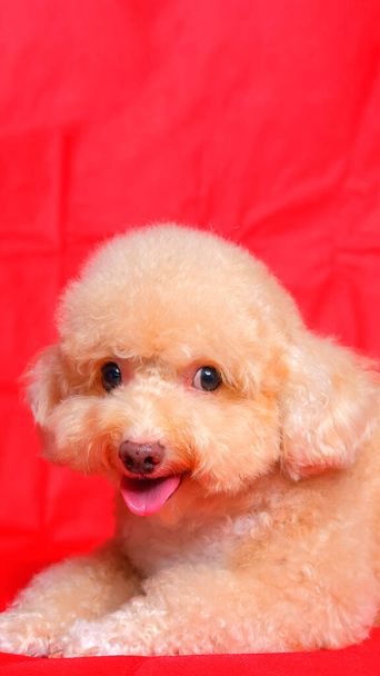 кремовый сливочный женский пудель собачья фотосессия на студии с красным цветом фона и счастливое выражение - Фото, изображение