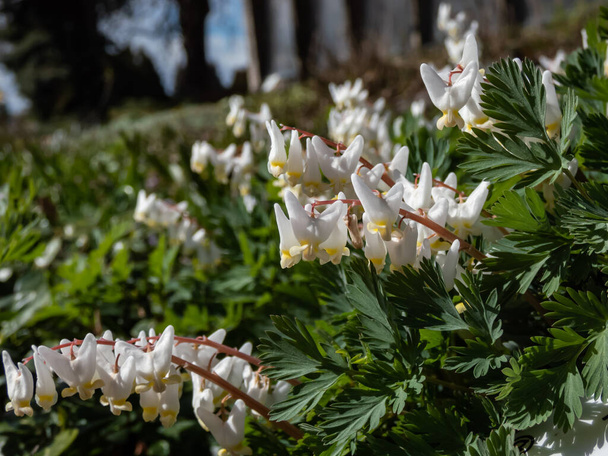 Small white flowers of early spring herbaceous plant - the Dutchman's britches or Dutchman's breeches (Dicentra cucullaria) flowering in bright sunlight in early spring - Photo, Image