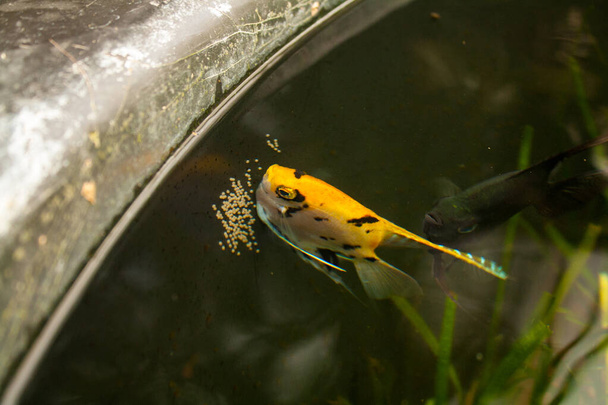 angelfish lays eggs on the side - Photo, Image