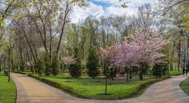 People enjoy and take pictures near cherry blossoms in Natalka park on Obolon, Kyiv, Ukraine. - Zdjęcie, obraz