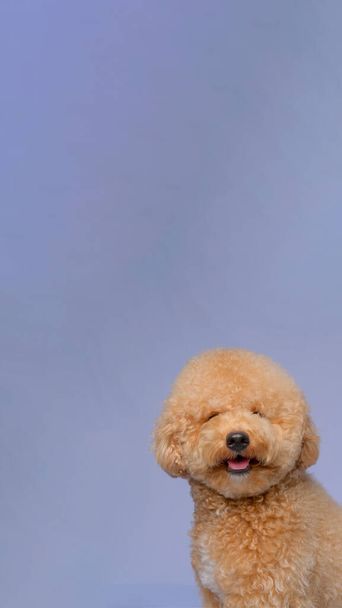 кремовый сливочный женский пудель фотосессия собаки на студии с серым синим фоном и счастливое выражение лица - Фото, изображение