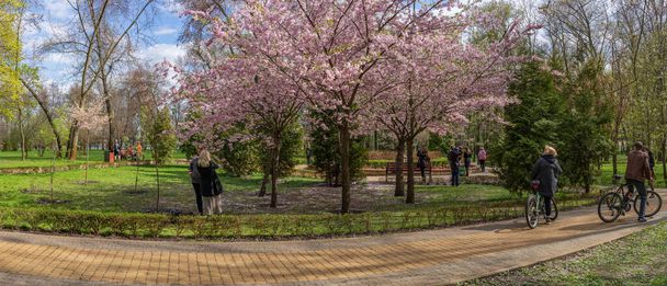 People enjoy and take pictures near cherry blossoms in Natalka park on Obolon, Kyiv, Ukraine. - Foto, immagini