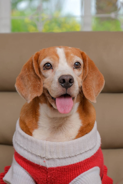 female beagle dog photo shoot session pet photography with in the house with cute expression - Foto, Imagen