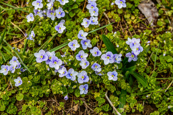 Veronica filiformis - Slender Speedwell - little blue flowers were blooming in the garden. A great natural backdrop for the spring theme - Photo, Image